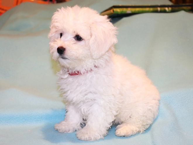 Bolognese puppy for sale