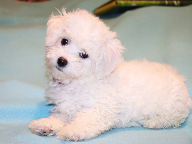 Bolognese puppy for sale