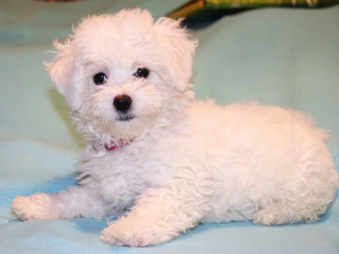 Bolognese puppy for sale