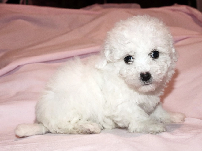 Bolognese puppy for sale