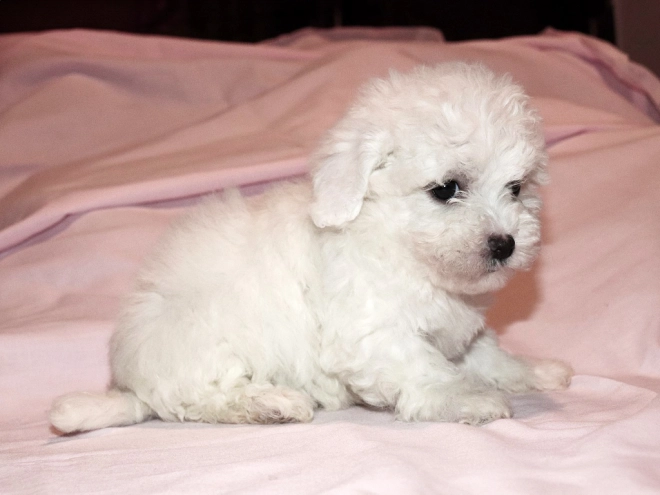 Bolognese puppy for sale
