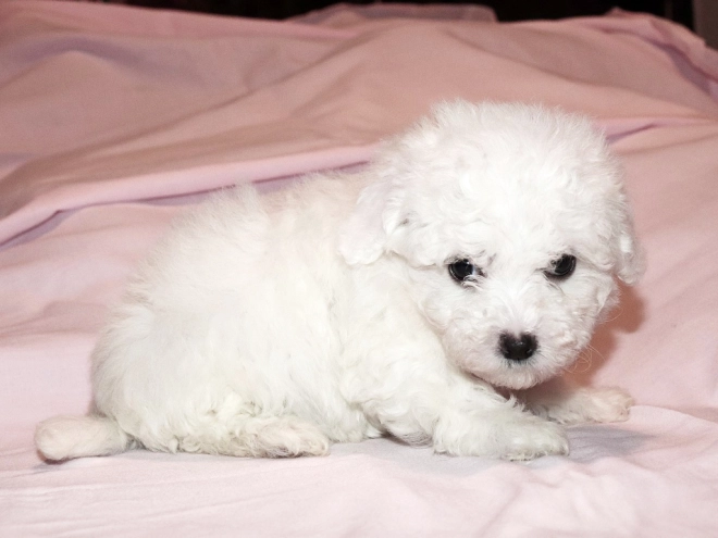 Bolognese puppy for sale
