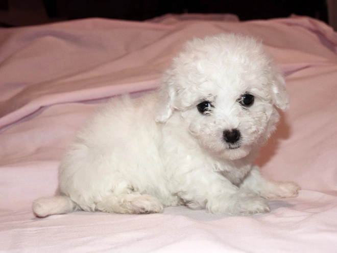 Bolognese puppy for sale