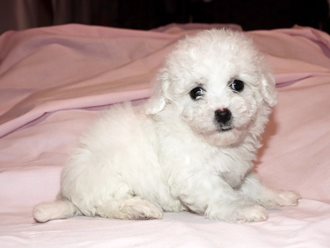Bolognese puppy for sale