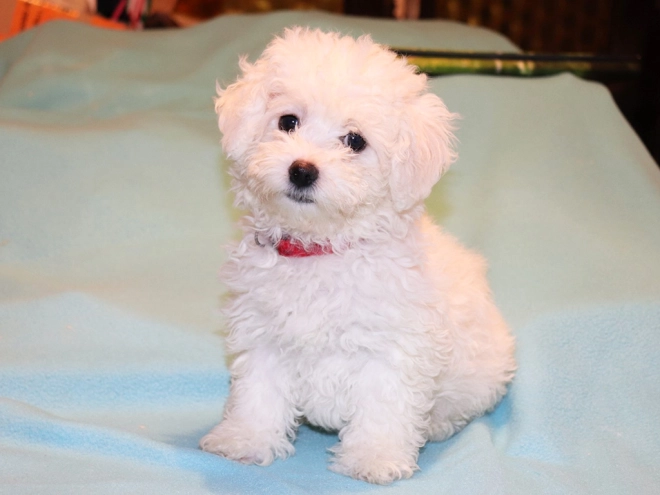 Bolognese puppy for sale