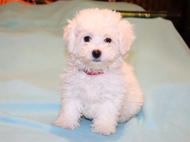 Bolognese puppy for sale