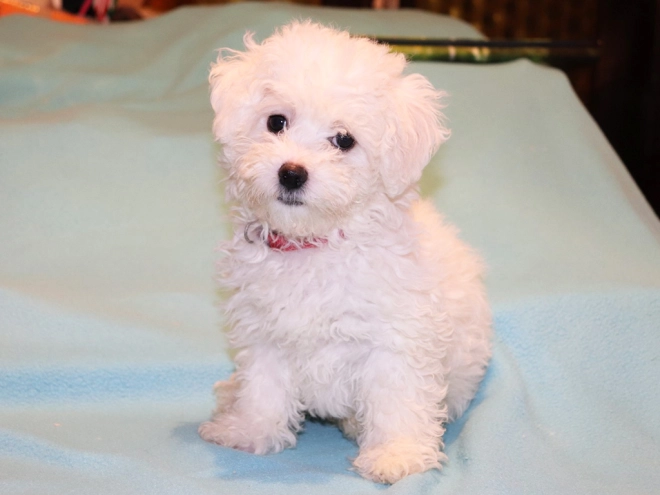 Bolognese puppy for sale