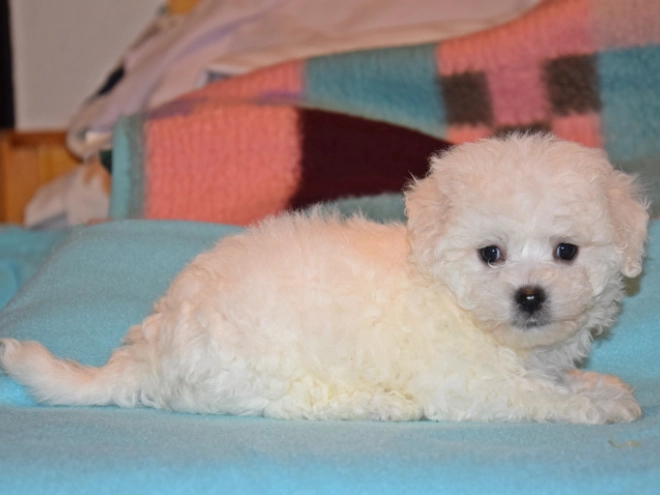 Perros Bichón Bolonés en venta
