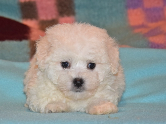 Perros Bichón Bolonés en venta