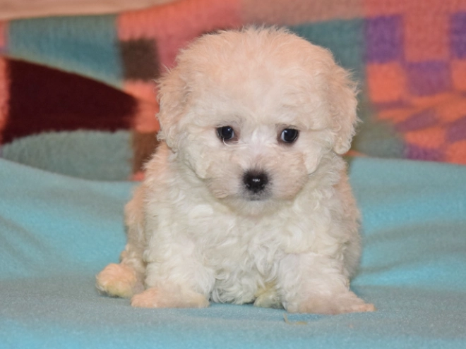Perros Bichón Bolonés en venta