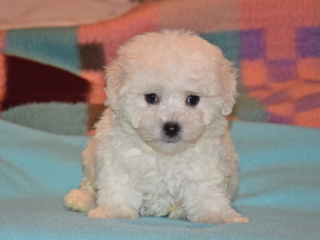 Perros Bichón Bolonés en venta