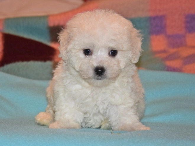 Perros Bichón Bolonés en venta