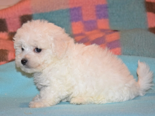 Perros Bichón Bolonés en venta