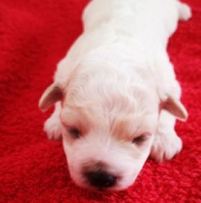 Perros Bichón Bolonés en venta