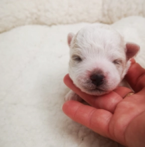 Perros Bichón Bolonés en venta
