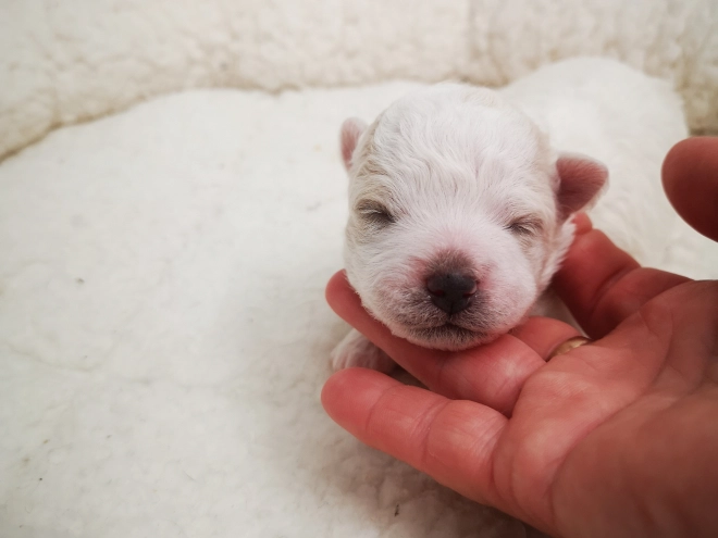 Perros Bichón Bolonés en venta