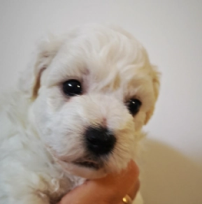 Perros Bichón Bolonés en venta