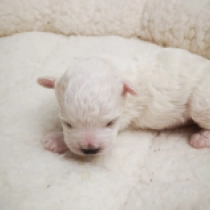 White Prince, white Bolognese for sale
