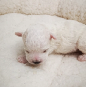 Perros Bichón Bolonés en venta