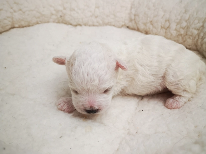 Perros Bichón Bolonés en venta