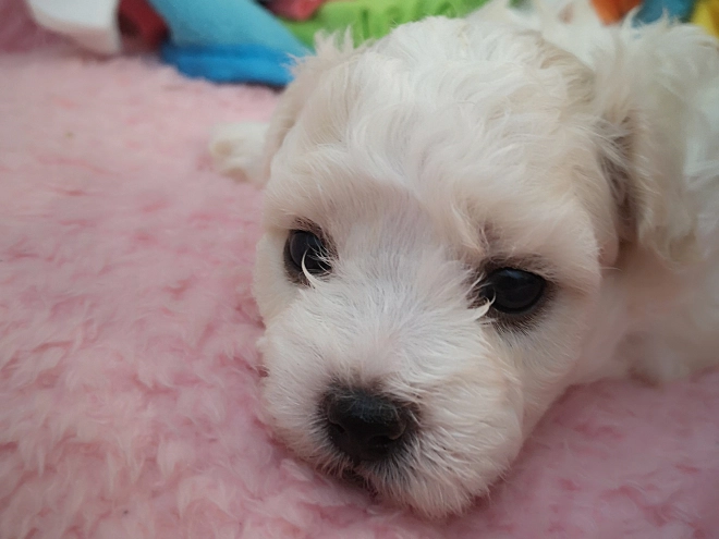 Perros Bichón Bolonés en venta