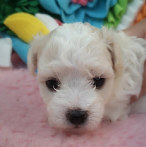 Perros Bichón Bolonés en venta