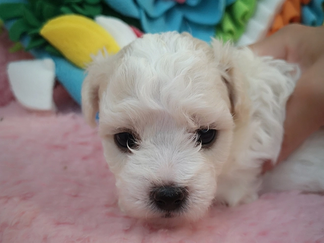 Perros Bichón Bolonés en venta