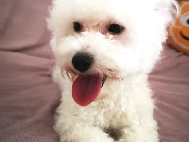 Perros Bichón Bolonés en venta