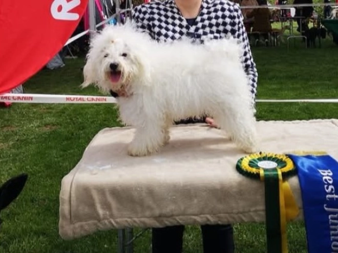 Perros Bichón Bolonés en venta