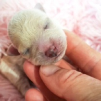 Ariel, white Bolognese for sale