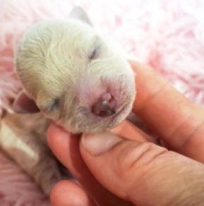 Perros Bichón Bolonés en venta