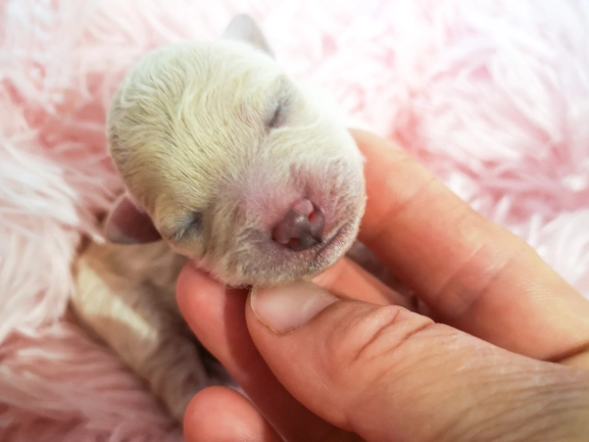 Perros Bichón Bolonés en venta