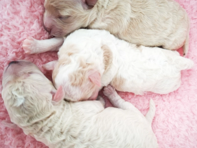 Perros Bichón Bolonés en venta