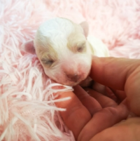 Perros Bichón Bolonés en venta