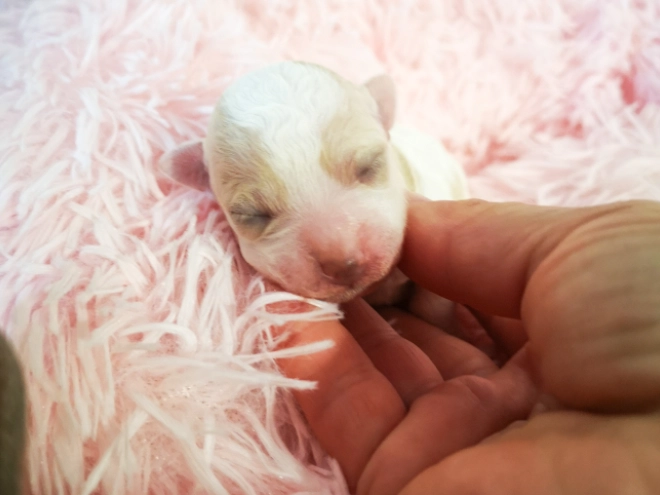 Bolognese puppy for sale