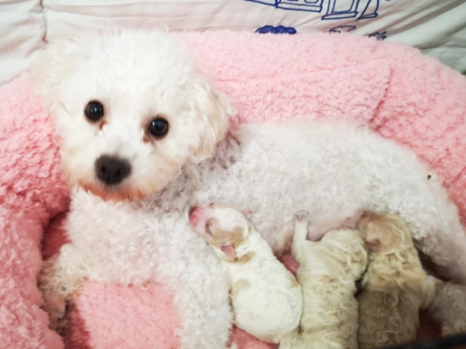 Perros Bichón Bolonés en venta