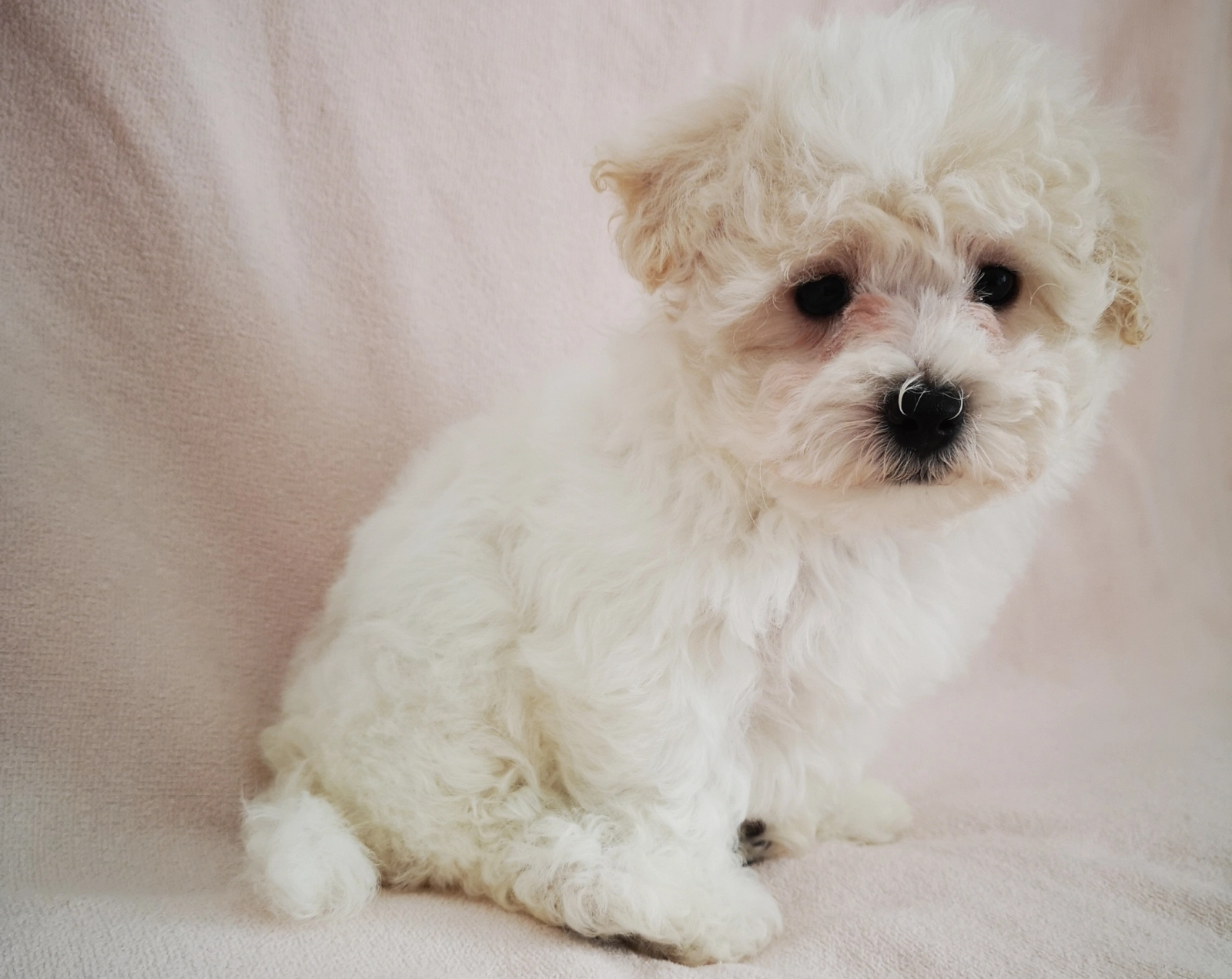 Italian Bolognese Bichon Bolognese Puppies For Sale Bolognese HT