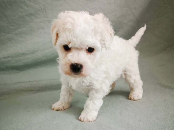 Bolognese puppy for sale
