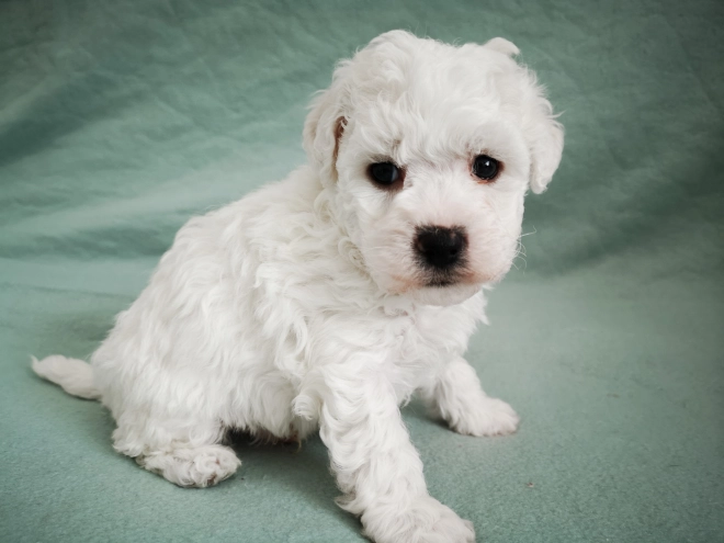 Bolognese puppy for sale