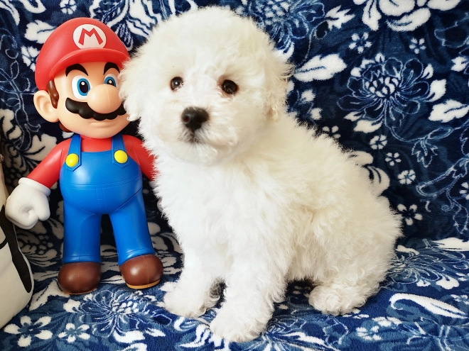 Bolognese puppy for sale