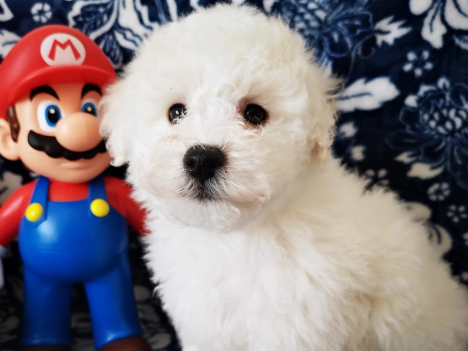 Bolognese puppy for sale
