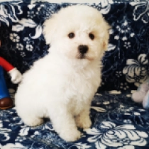 Little Boy, white Bolognese for sale