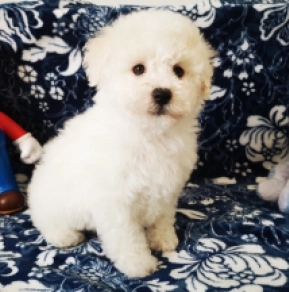 Bolognese puppy for sale