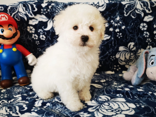 Bolognese puppy for sale