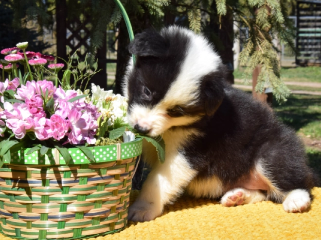Border Collie puppy for sale