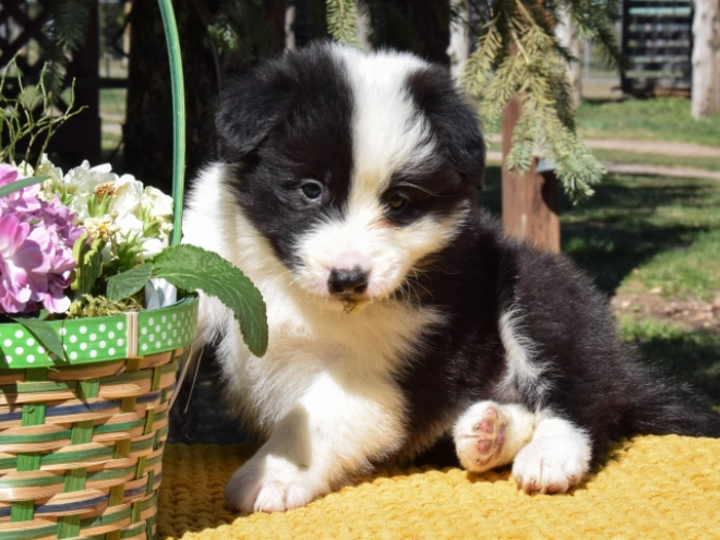 Border Collie puppy for sale
