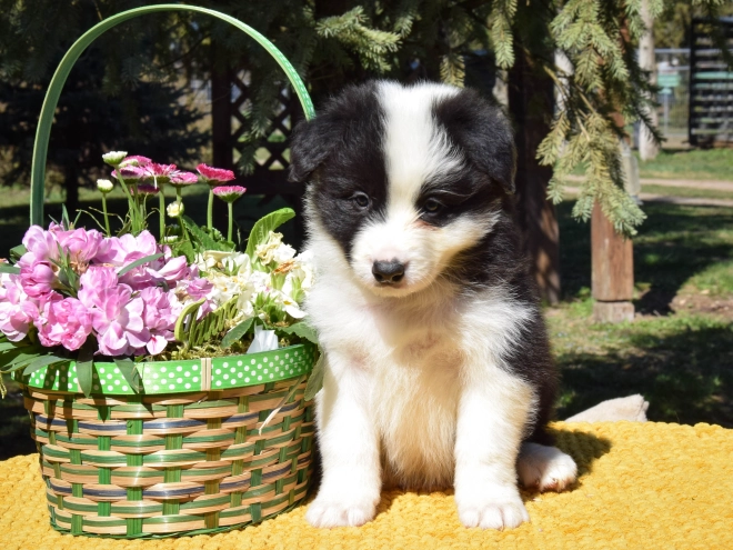 Border Collie puppy for sale