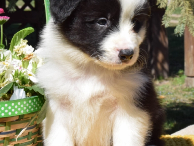 Border Collie puppy for sale