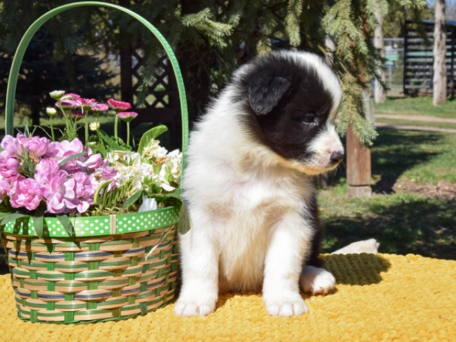 Border Collie puppy for sale