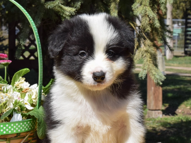 Border Collie puppy for sale